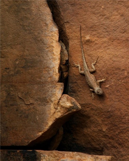 A lizard clings to a textured rock surface, blending in with the earthy tones of the stone.