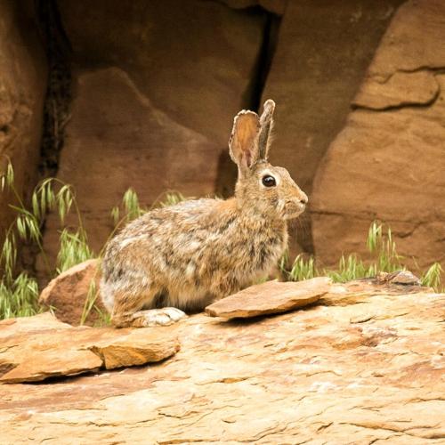 A brown rabbit sits on a rocky surface, surrounded by grass and stones.
