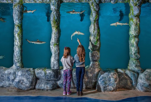 Two children observe sharks swimming in a large aquarium, pointing and enjoying the underwater view.