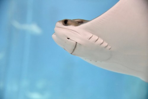 A close-up of a stingray swimming gracefully in clear blue water.