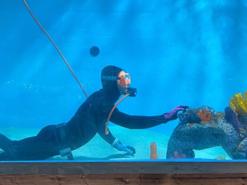 A diver in a wetsuit explores an underwater scene, reaching towards a colorful coral structure.