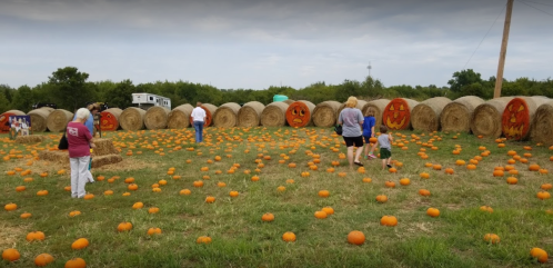 A pumpkin patch with hay bales decorated as faces, people walking among scattered pumpkins on a grassy field.