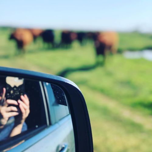 A car side mirror reflects a person taking a photo, with cows grazing in the background.