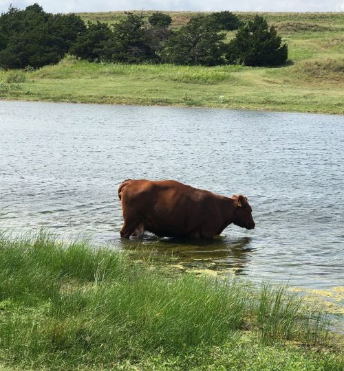 A brown cow wades in a calm pond surrounded by green grass and trees under a clear sky.