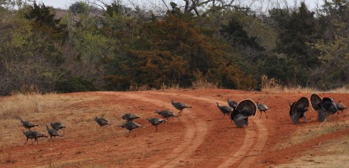 A group of wild turkeys walking along a dirt path in a wooded area with trees in the background.