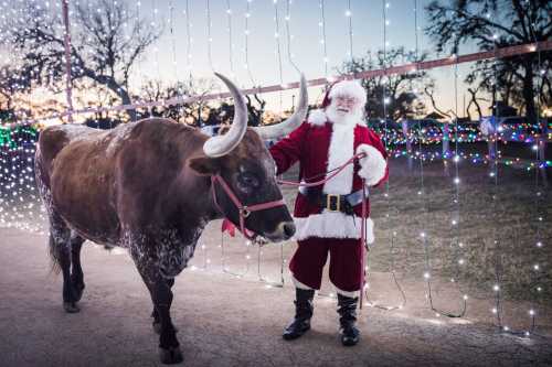 Santa Claus in a red suit stands beside a longhorn steer, surrounded by twinkling holiday lights at dusk.