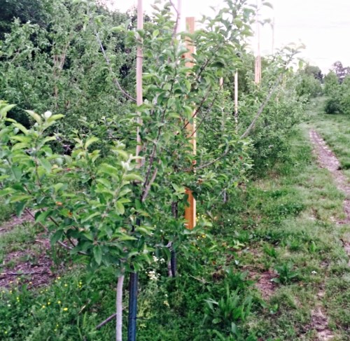 A row of young apple trees supported by wooden stakes, surrounded by green grass and a clear sky.