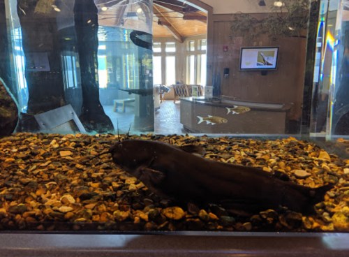 A large catfish swims in a tank filled with pebbles, with a bright room and other fish visible in the background.
