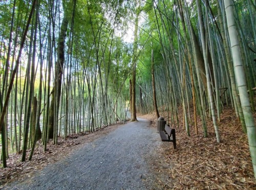 A serene path through a bamboo forest, with a bench on the side and sunlight filtering through the trees.