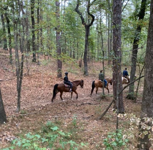 Three riders on horseback navigate a wooded trail, surrounded by trees and fallen leaves.