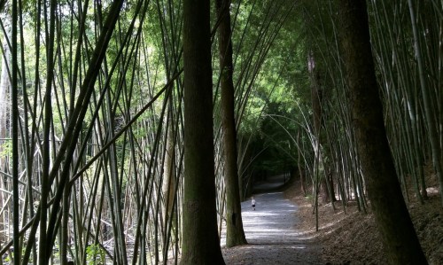 A serene path through a bamboo forest, with tall trees lining the way and a person walking in the distance.