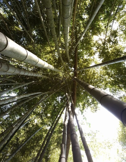 Looking up at tall bamboo stalks reaching towards the sky, surrounded by lush green leaves.