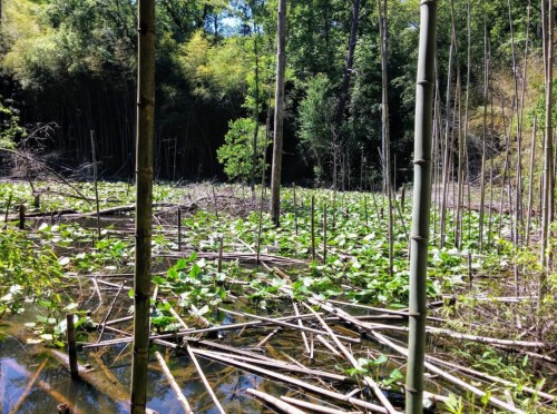 A serene wetland scene with bamboo stalks and lush green lily pads reflecting in the water.