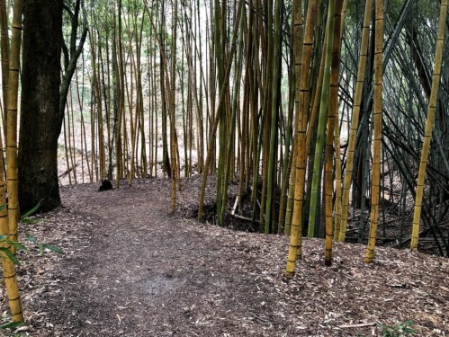 A winding path through a dense bamboo forest with tall, slender bamboo stalks on either side.