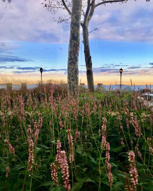 A field of pink flowers in the foreground with trees and a colorful sunset sky in the background.