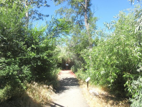 A narrow path surrounded by lush greenery leads into a sunny, wooded area.