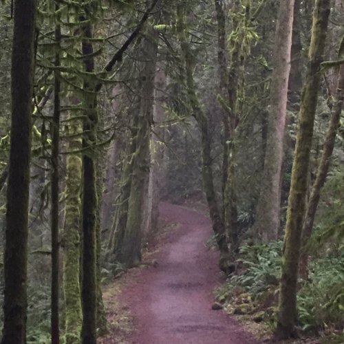 A winding path through a lush, green forest with tall trees and moss-covered ground.