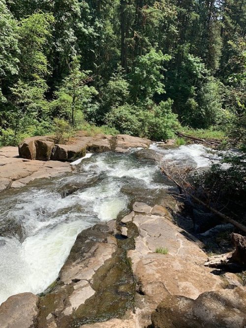 A rocky river flows through a lush green forest, surrounded by trees and sunlight filtering through the leaves.