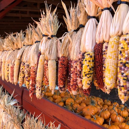 Colorful ears of corn hanging in a rustic display, with pumpkins visible in the background.