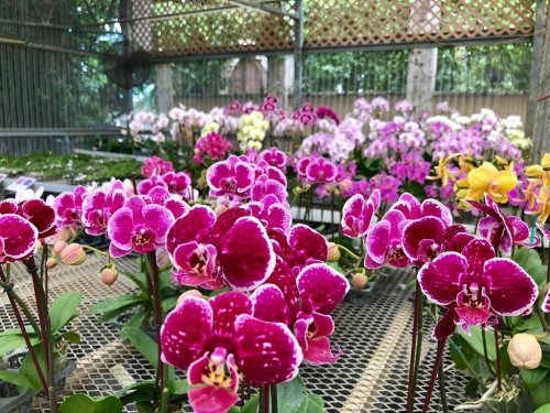 A vibrant display of pink and purple orchids in a greenhouse, with various blooms in the background.