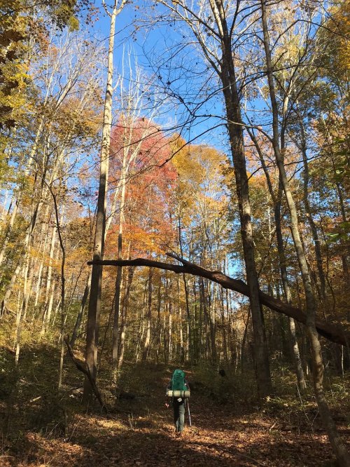 A hiker with a backpack walks through a colorful autumn forest under a clear blue sky.