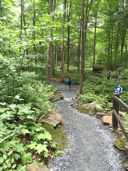 A winding gravel path through a lush green forest, with trees and ferns surrounding a person walking ahead.