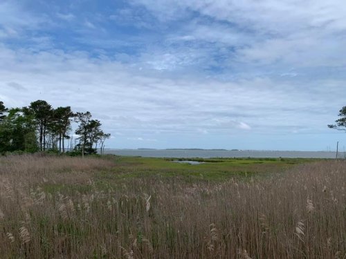 A serene landscape featuring tall grasses, trees, and a calm body of water under a cloudy sky.