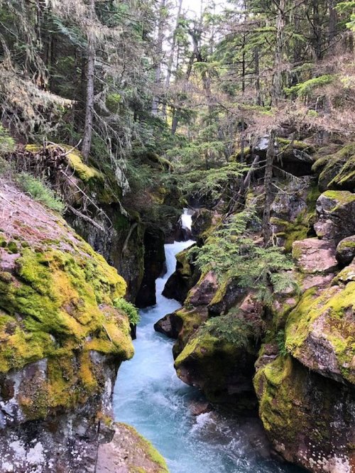A serene forest scene featuring a narrow, flowing river surrounded by moss-covered rocks and lush greenery.