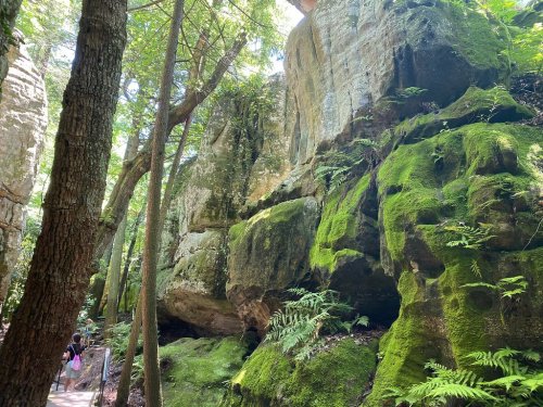 Lush green moss covers large rocks in a forested area, with a path and trees surrounding the scene.