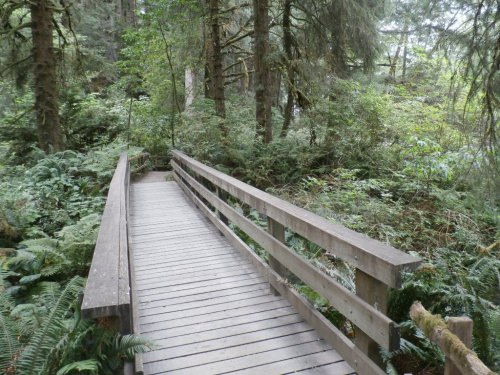 A wooden bridge leads through a lush, green forest filled with ferns and tall trees.