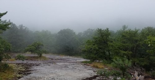 Foggy landscape with trees and rocky terrain, creating a serene and mysterious atmosphere.
