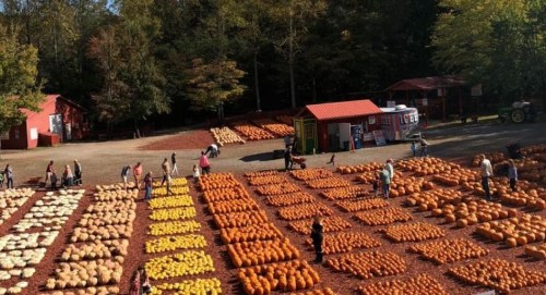 A pumpkin patch with rows of pumpkins in various colors, people walking around, and a red barn in the background.