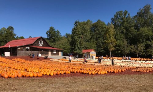 A pumpkin patch with rows of orange and white pumpkins, a rustic barn, and visitors enjoying the autumn day.