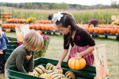 Two children at a pumpkin patch, one picking a pumpkin while the other examines gourds in a green bin.