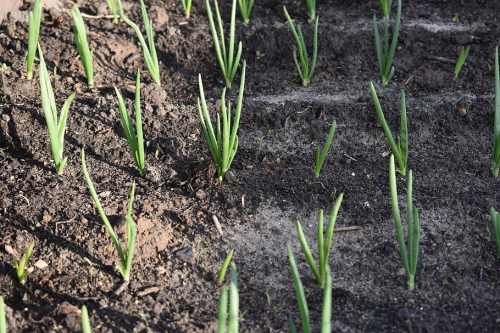 Green onion shoots growing in dark, rich soil, with some areas showing bare earth.