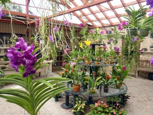 A vibrant greenhouse filled with various orchids in pots, featuring purple and yellow blooms under a glass roof.
