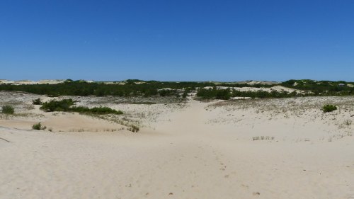A sandy landscape with gentle dunes and sparse vegetation under a clear blue sky.