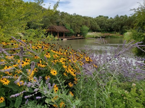 A serene pond surrounded by vibrant yellow and purple flowers, with a wooden gazebo in the background and lush greenery.