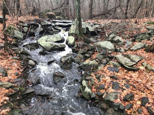 A small stream flows over rocks in a wooded area, surrounded by fallen leaves and bare trees.