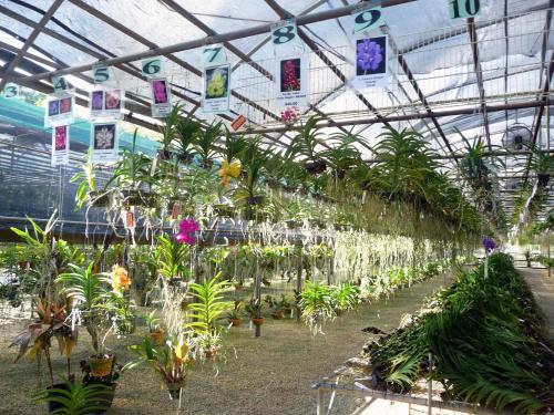 A greenhouse filled with various orchids hanging from shelves, labeled with numbers above each plant.