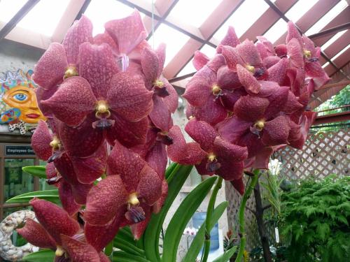 Vibrant red orchids bloom in a greenhouse, showcasing intricate patterns and lush green leaves in the background.