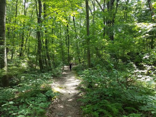 A person walks along a narrow path through a lush, green forest filled with trees and foliage.