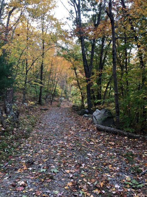 A serene forest path lined with trees displaying vibrant autumn foliage and scattered fallen leaves.
