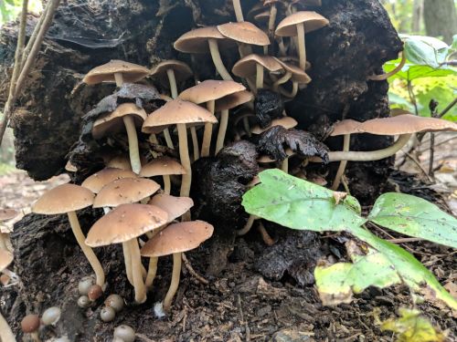 A cluster of brown mushrooms growing on a decaying log in a forest, surrounded by green leaves and soil.