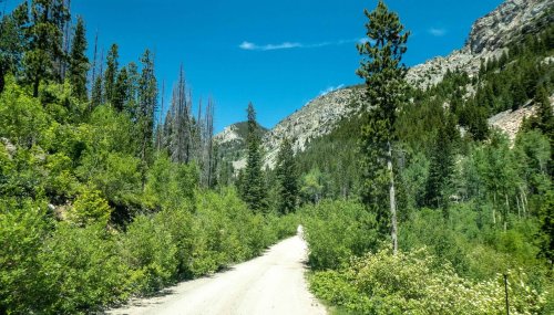 A dirt road winds through lush greenery and tall trees, flanked by mountains under a clear blue sky.