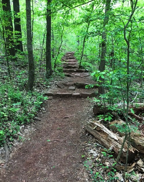 A rocky trail winding through a lush green forest, surrounded by trees and foliage.