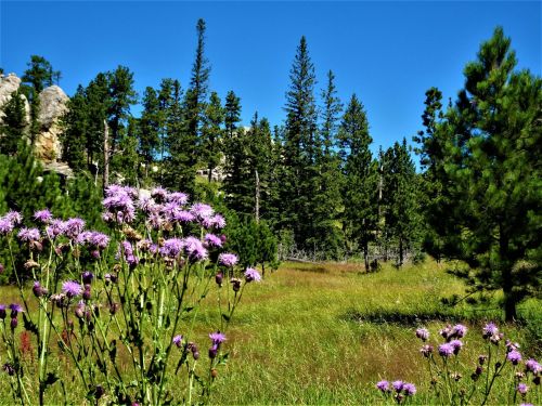 A vibrant meadow with purple flowers in the foreground, surrounded by tall green trees and a clear blue sky.
