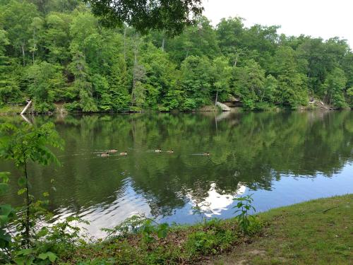 A serene river scene with ducks swimming, surrounded by lush green trees and a calm water reflection.