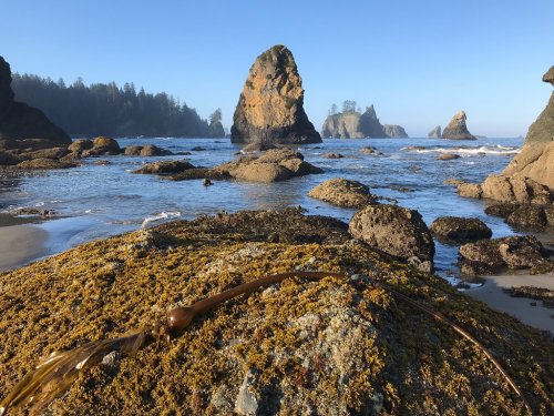 A rocky beach with sea stacks, tide pools, and kelp in the foreground under a clear blue sky.