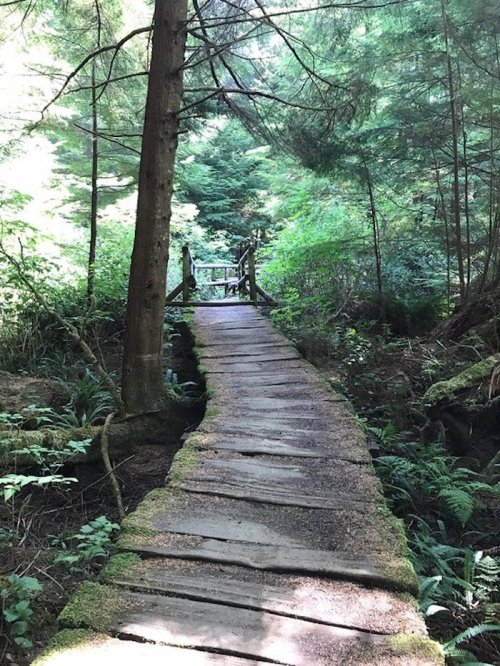 A wooden bridge leads through a lush green forest, surrounded by trees and ferns. Sunlight filters through the leaves.